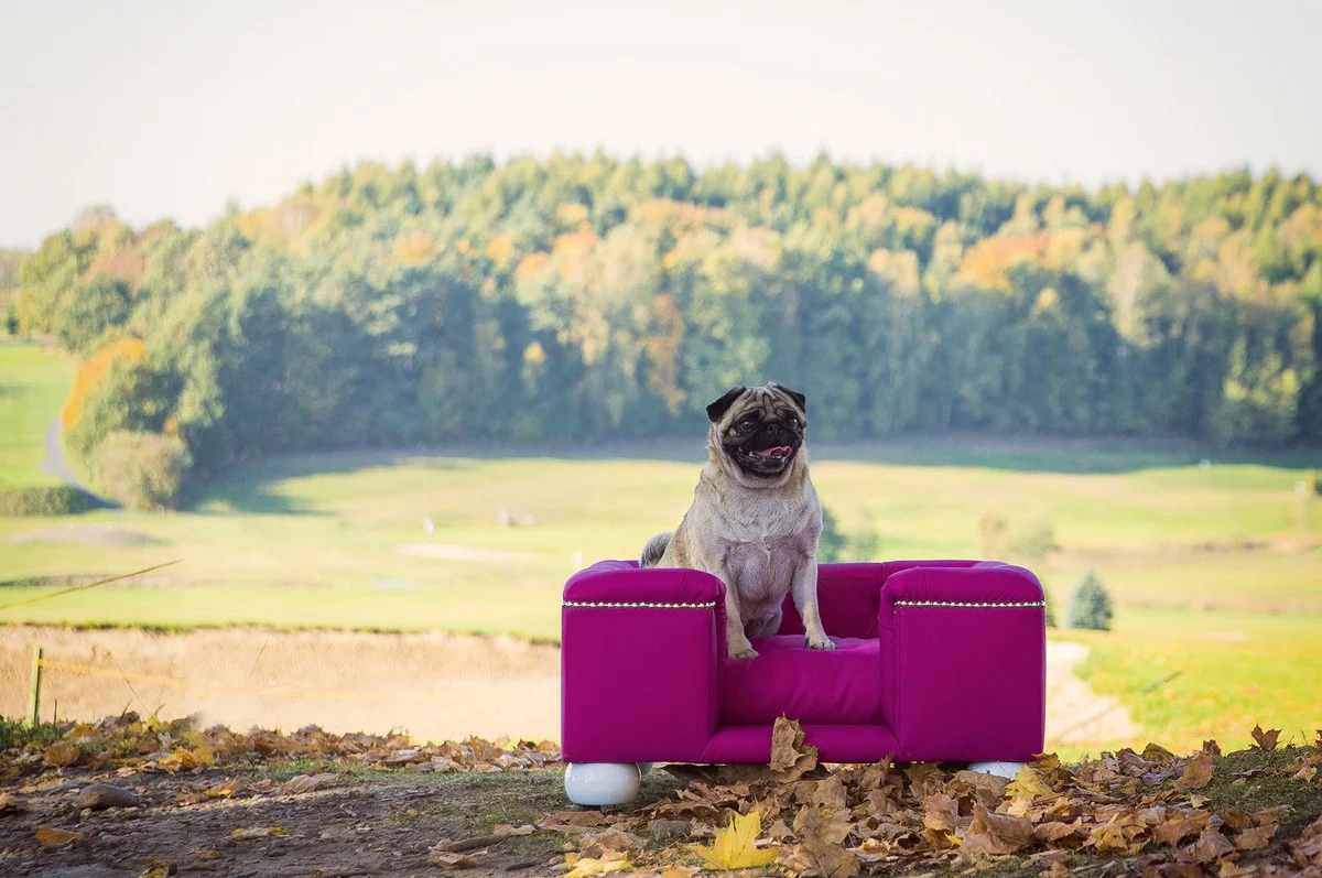 Luxury dog ​​bed purple / white / purple 65 x 55 x H. 31 cm - Modern rectangular dog bed with cushions - Luxury dog ​​furniture - Luxury pet furniture